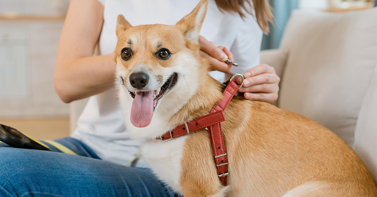 Dog Collar vs. Harness: Which Is Better?